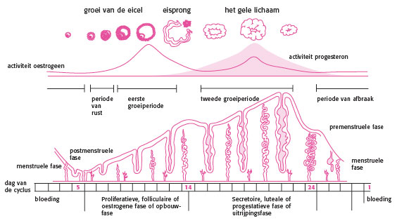 Invloed vrouwelijke hormonen op chronische pijnsyndromen?